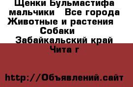 Щенки Бульмастифа мальчики - Все города Животные и растения » Собаки   . Забайкальский край,Чита г.